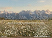 Western Daisy Meadow (CC)