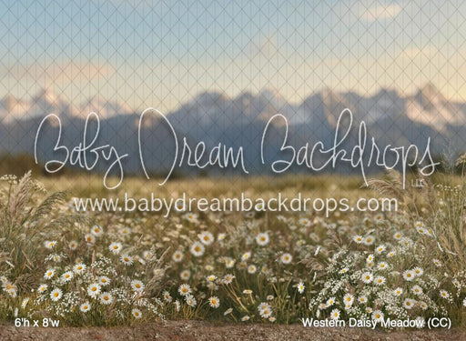 Western Daisy Meadow (CC)
