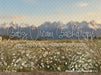 Western Daisy Meadow (CC)