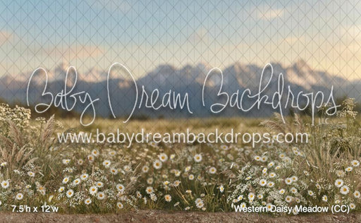 Western Daisy Meadow (CC)