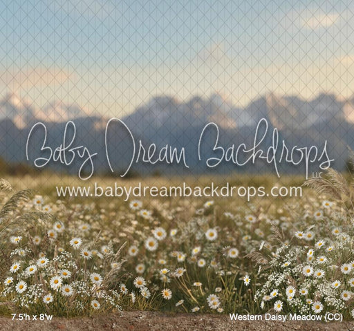 Western Daisy Meadow (CC)