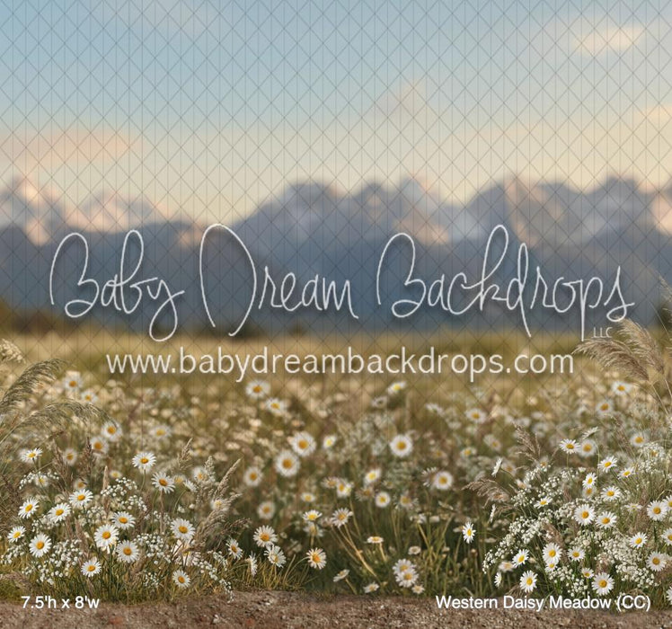 Western Daisy Meadow (CC)