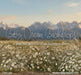 Western Daisy Meadow (CC)