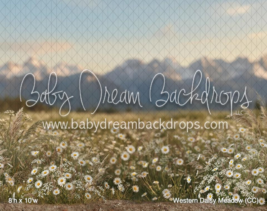 Western Daisy Meadow (CC)