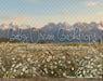 Western Daisy Meadow (CC)