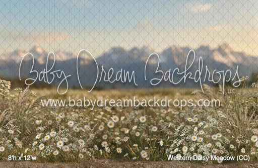 Western Daisy Meadow (CC)