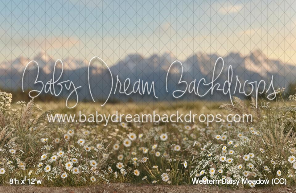 Western Daisy Meadow (CC)