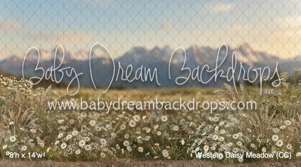Western Daisy Meadow (CC)