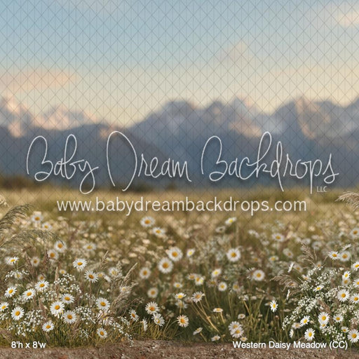 Western Daisy Meadow (CC)