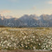 Western Daisy Meadow (CC)