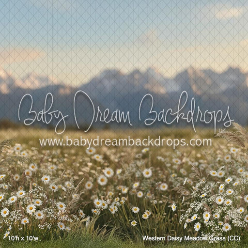 Western Daisy Meadow Grass (CC)