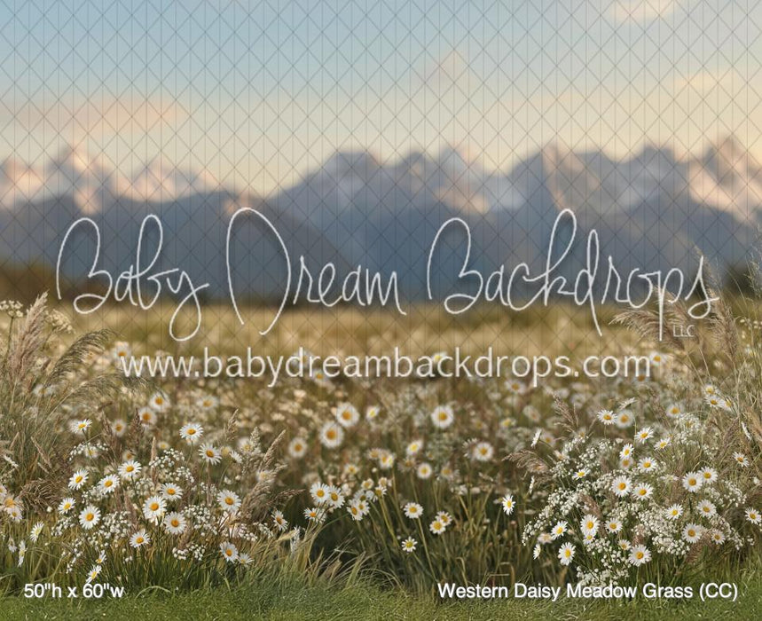 Western Daisy Meadow Grass (CC)