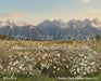Western Daisy Meadow Grass (CC)