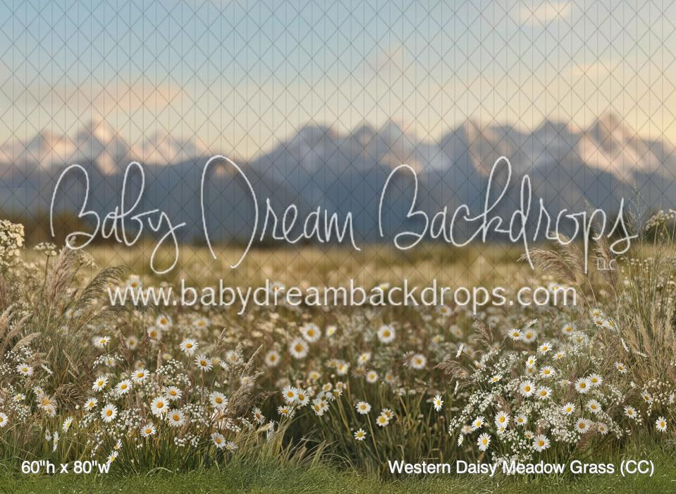 Western Daisy Meadow Grass (CC)