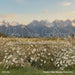 Western Daisy Meadow Grass (CC)