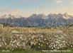 Western Daisy Meadow Grass (CC)