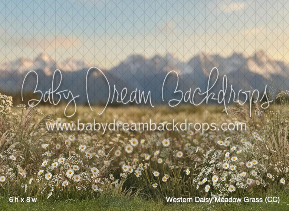Western Daisy Meadow Grass (CC)