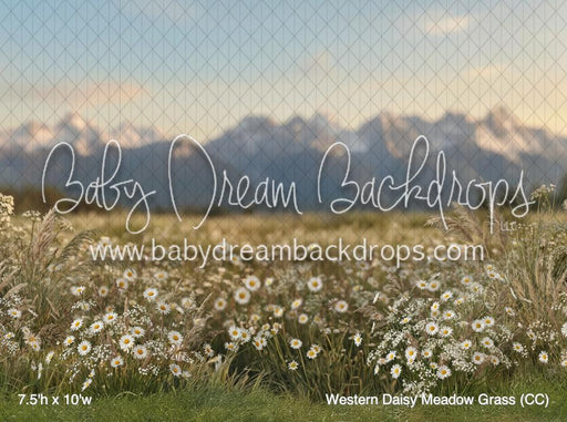 Western Daisy Meadow Grass (CC)
