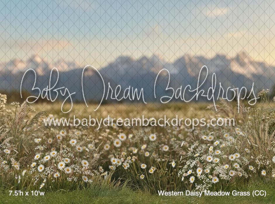 Western Daisy Meadow Grass (CC)