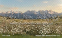 Western Daisy Meadow Grass (CC)