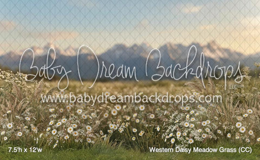 Western Daisy Meadow Grass (CC)