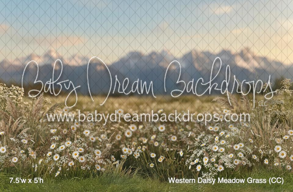 Western Daisy Meadow Grass (CC)