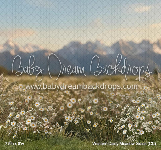 Western Daisy Meadow Grass (CC)