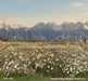 Western Daisy Meadow Grass (CC)