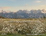 Western Daisy Meadow Grass (CC)