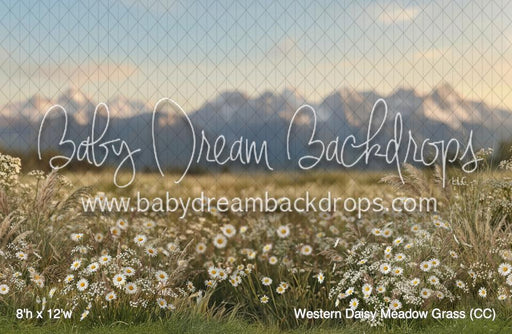 Western Daisy Meadow Grass (CC)