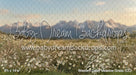 Western Daisy Meadow Grass (CC)