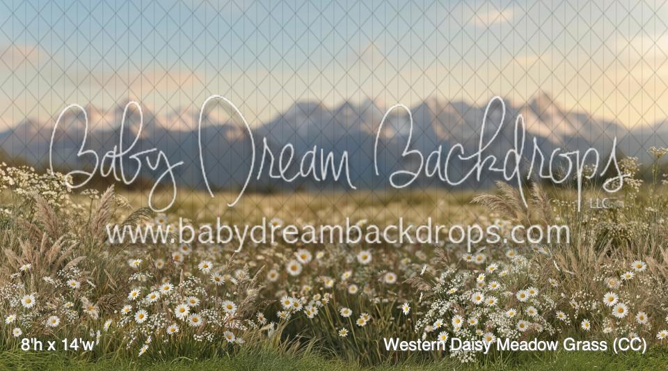 Western Daisy Meadow Grass (CC)