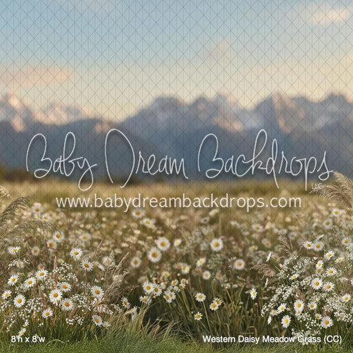 Western Daisy Meadow Grass (CC)