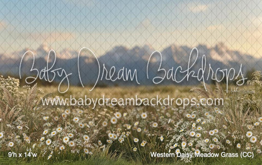 Western Daisy Meadow Grass (CC)