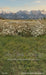 Western Daisy Meadow Grass Sweeps (CC)
