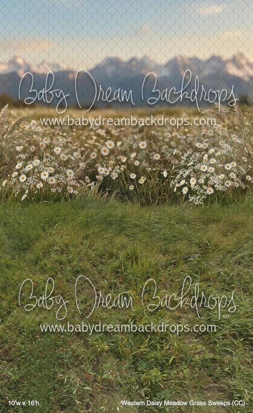 Western Daisy Meadow Grass Sweeps (CC)