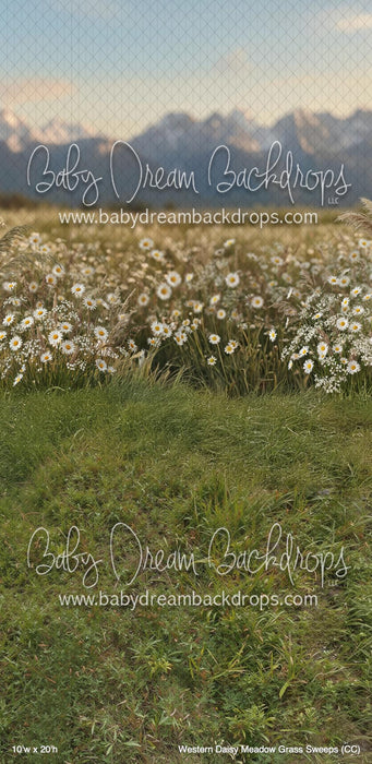 Western Daisy Meadow Grass Sweeps (CC)