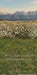 Western Daisy Meadow Grass Sweeps (CC)