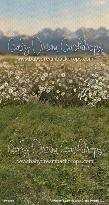Western Daisy Meadow Grass Sweeps (CC)