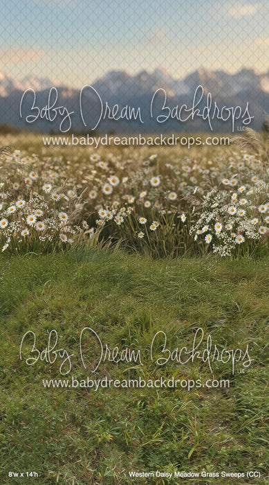 Western Daisy Meadow Grass Sweeps (CC)