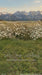 Western Daisy Meadow Grass Sweeps (CC)