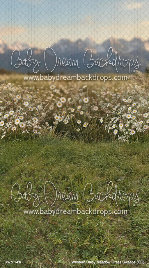 Western Daisy Meadow Grass Sweeps (CC)