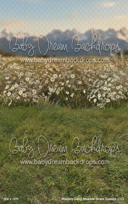 Western Daisy Meadow Grass Sweeps (CC)