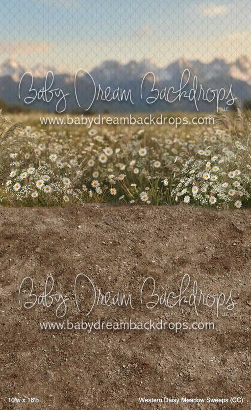 Western Daisy Meadow Sweeps (CC)