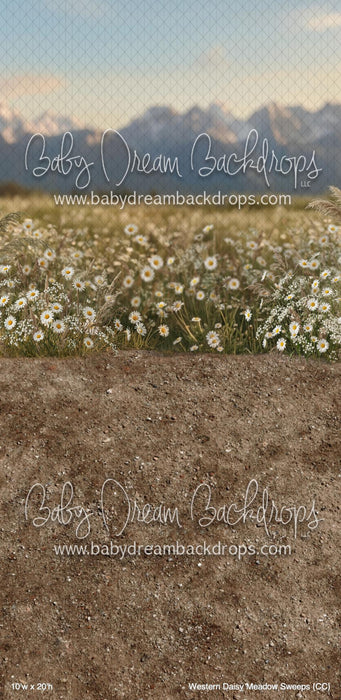 Western Daisy Meadow Sweeps (CC)