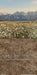Western Daisy Meadow Sweeps (CC)