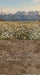 Western Daisy Meadow Sweeps (CC)