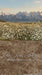 Western Daisy Meadow Sweeps (CC)