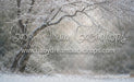 Winter's Whisper (WM)