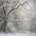 Winter's Whisper (WM)